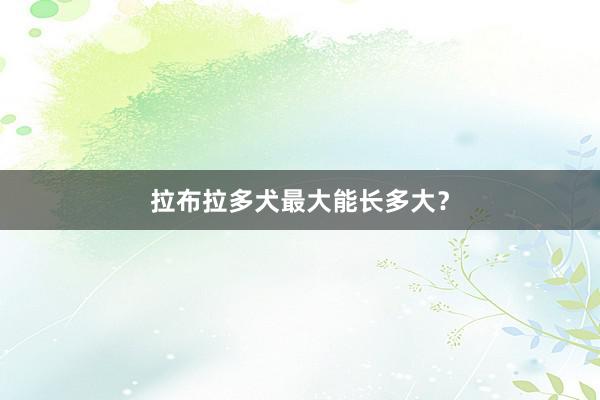 拉布拉多犬最大能长多大？
